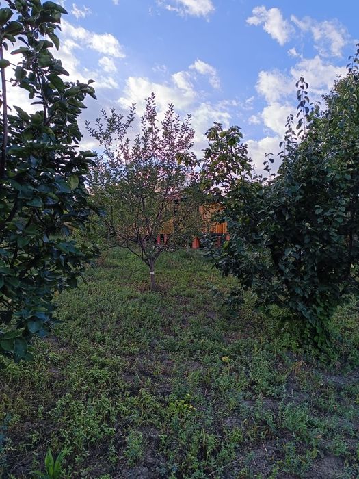 Căsuța din livadă de vânzare