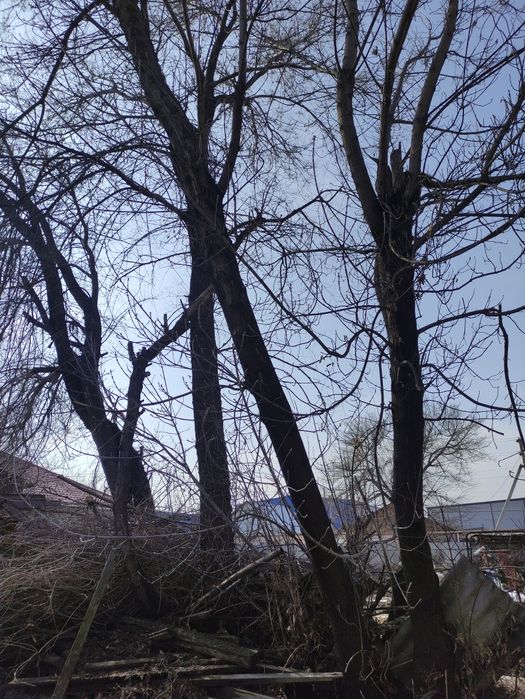 Отдам бесплатно карагачи.