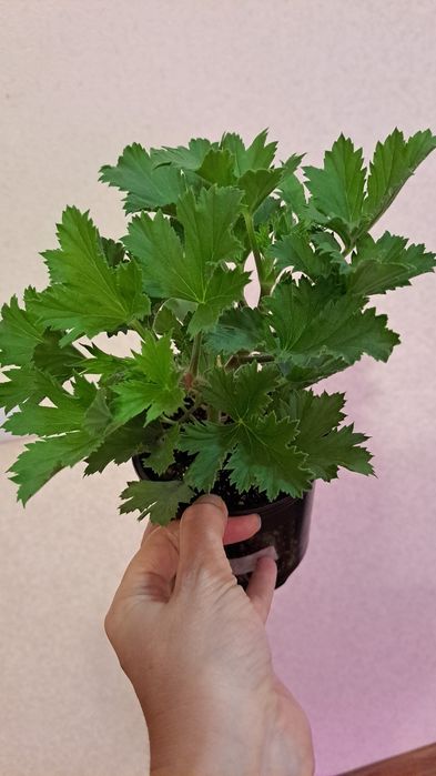 Королевская пеларгония