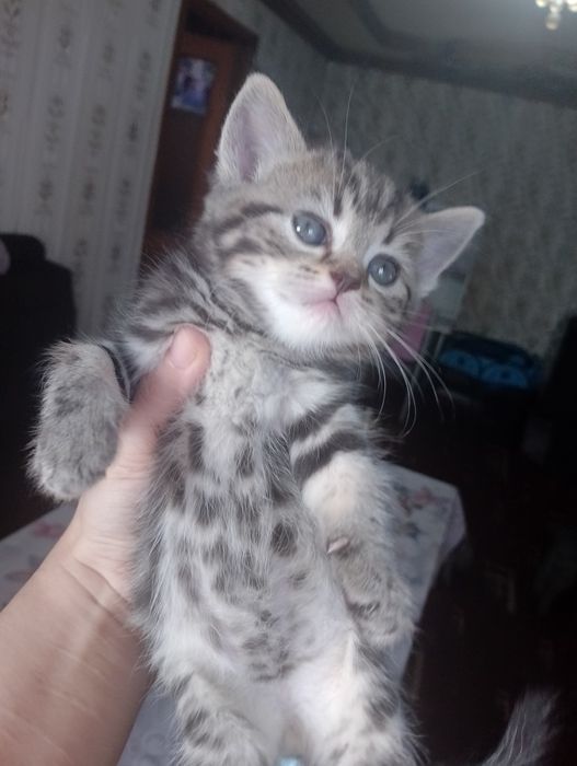 Шотландское вислоуха