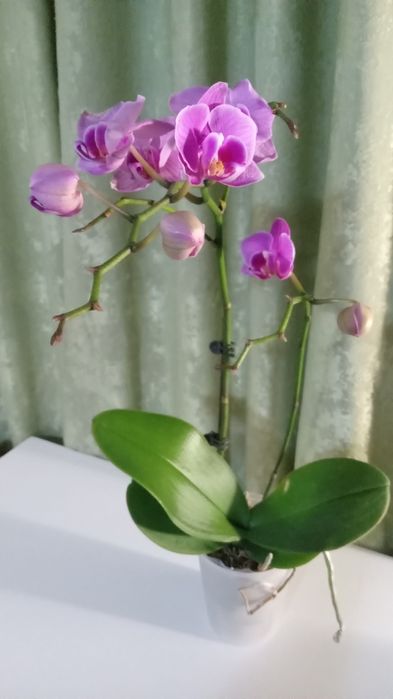 Шикарная орхидея фаленопсис