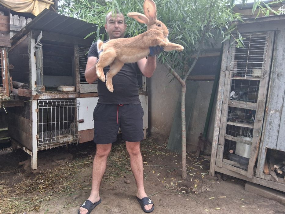 Disponibile F  urias german gestante si pui !