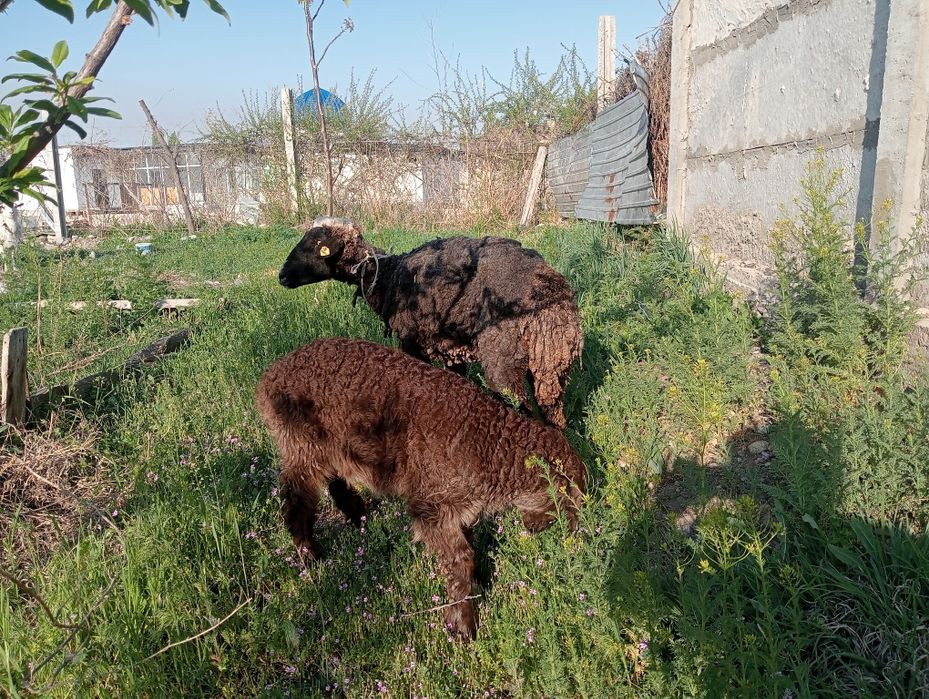 Кой козлы, овца.