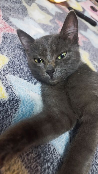 Котенок, 3 месяца, мальчик