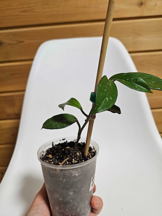 Комнатные цветы недорого