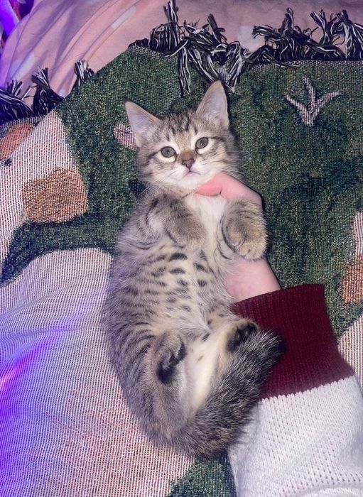 Милые котята ищут дом