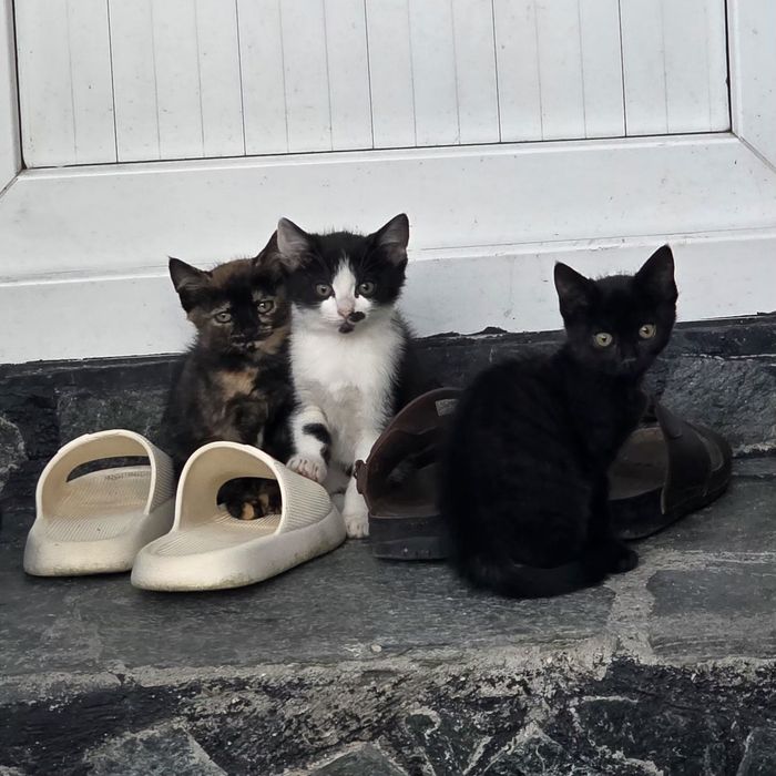 Подарявам котета
