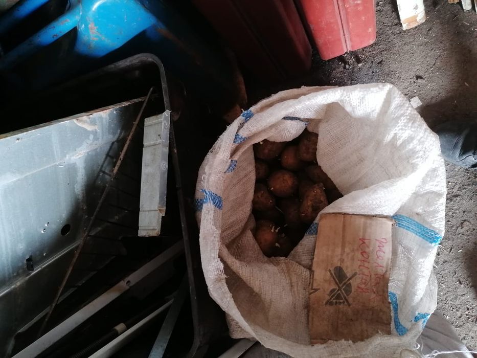 Продам семена картофель