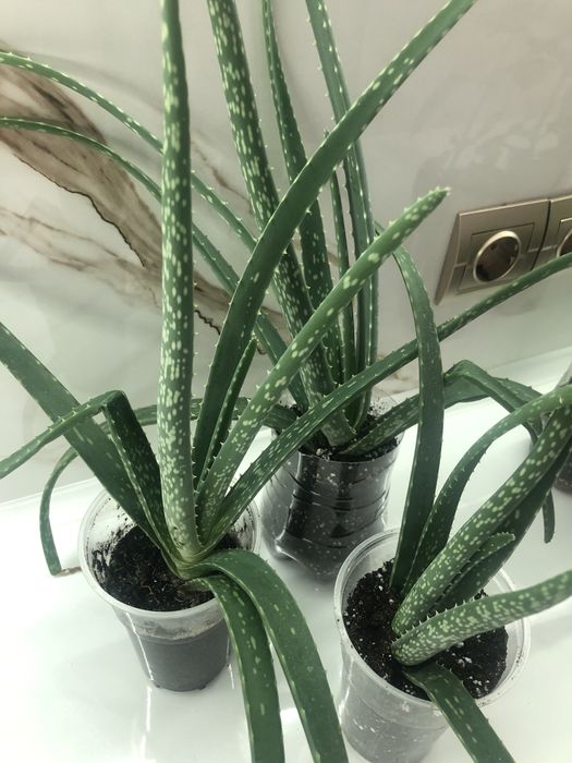 Комнатные растения Алое Вера.