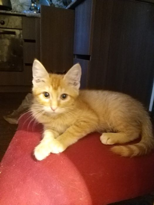 Котята в хорошие руки