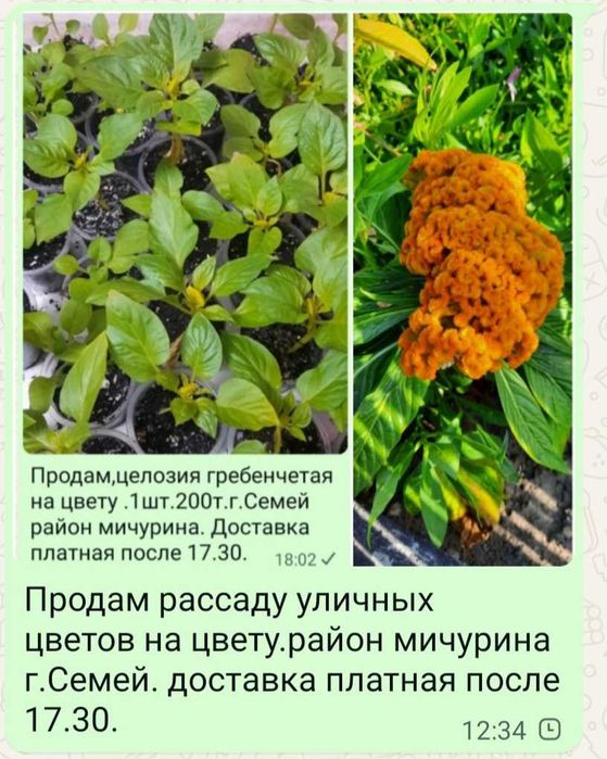 Уличные цветы.целозия .