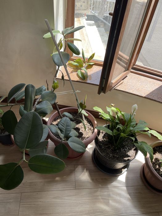 Комнатные цветы