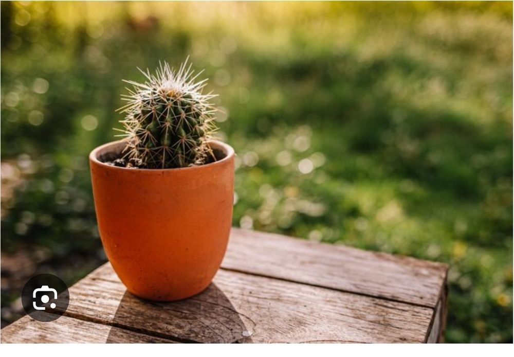 Кактусы кактусы.