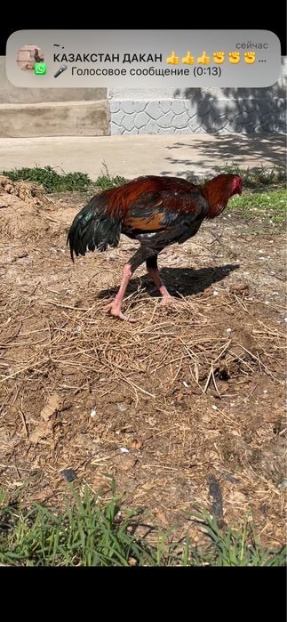 Сентябрскии петушок продаётся