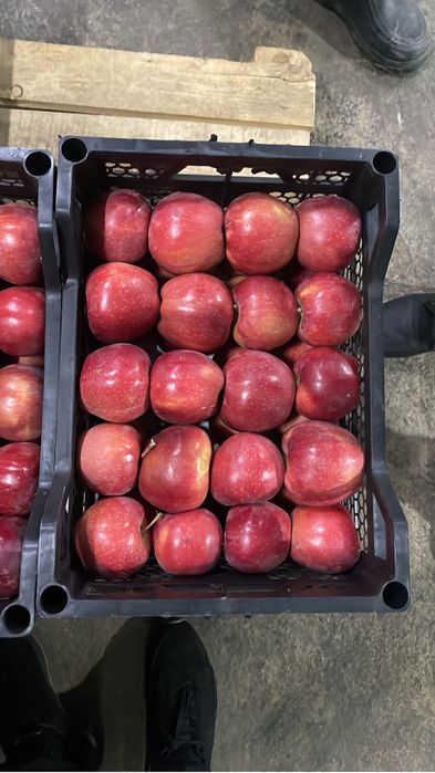 Продаж яблоко американка