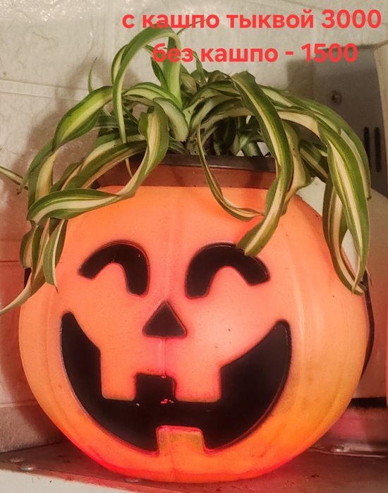 Продам Chlorophytum comosum 'Bonnie'