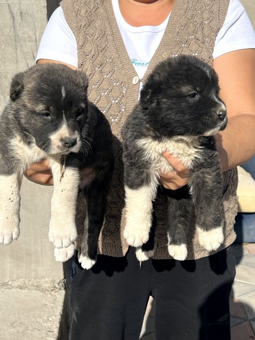 Шенки алабая 1 месиц