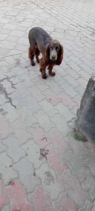 щенок  английский спаниел