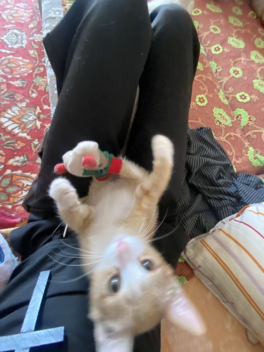 котенок по имени Варг