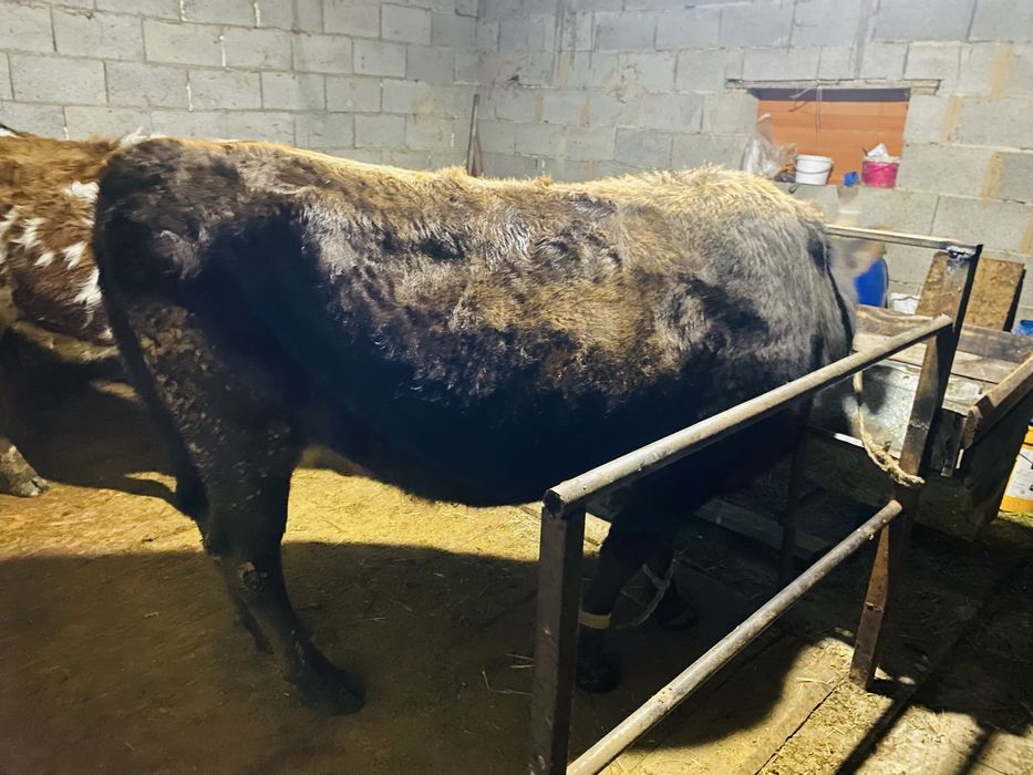 Продам корову