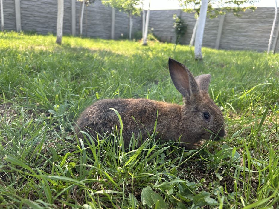 Iepuri de vânzare-crescuți natural !