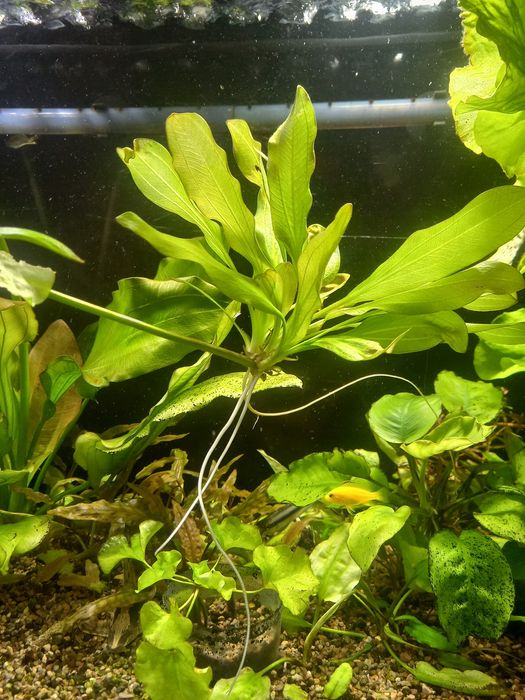 Продаётся эхинодорус