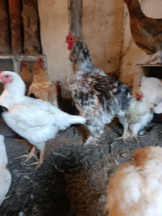 Продам домашних кур