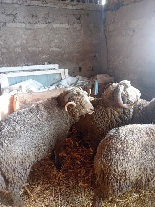 Berbecii de vânzare