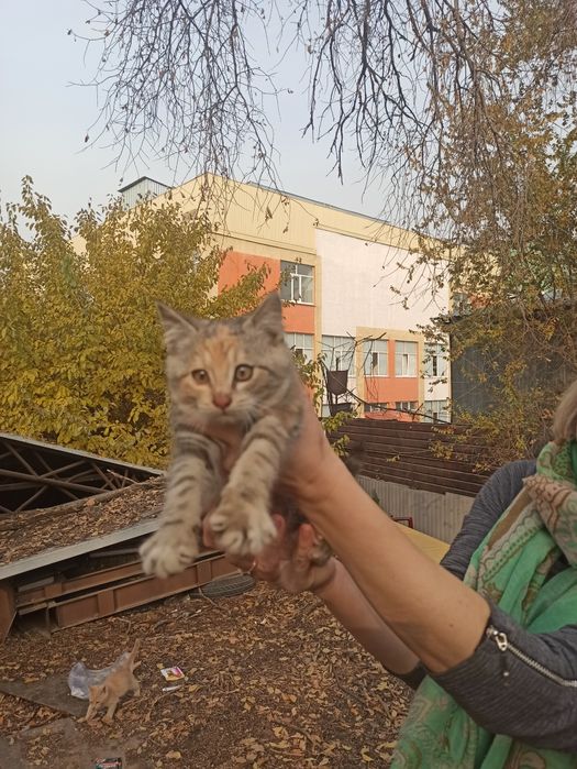 Котенок в добрые руки