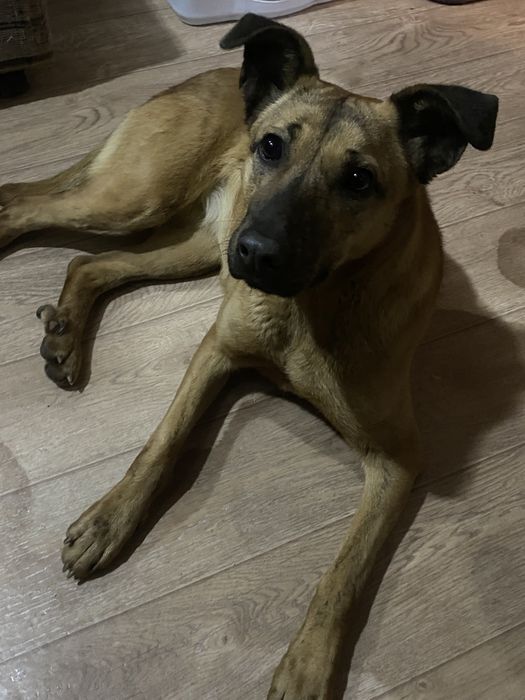 Отдам собачку в добрые руки