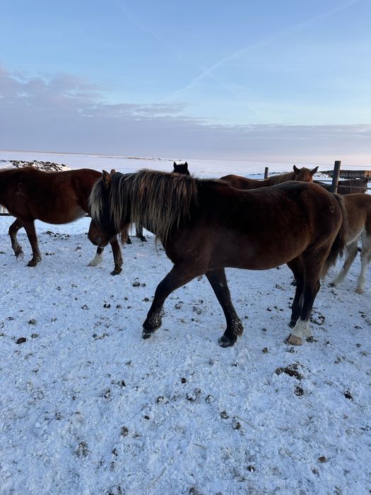 Продам шикарного табунного жеребца!