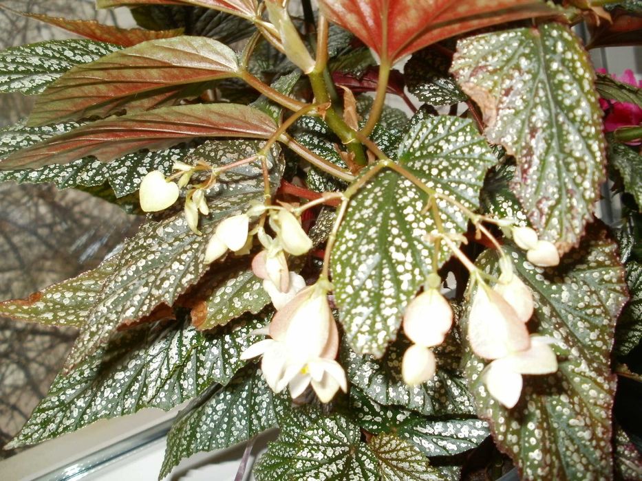 Продавам цветя бегонии Тамая - големи