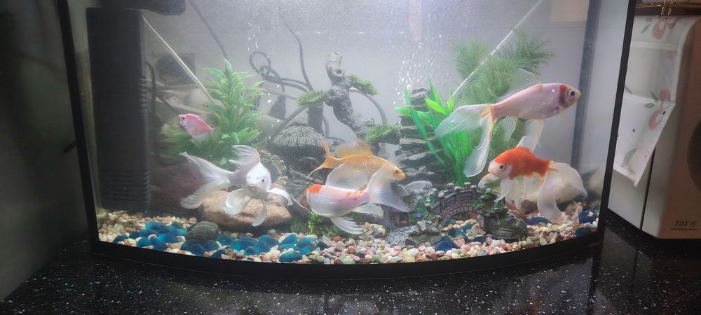 Akvariumni 100 ltrli