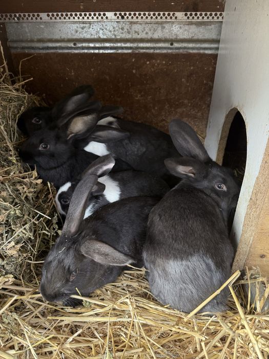 Hicole francez iepuri