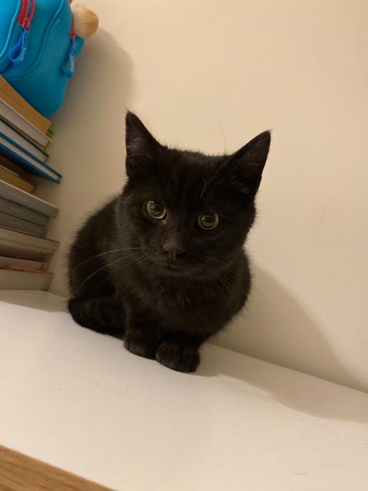 Котенце момче 5 мес