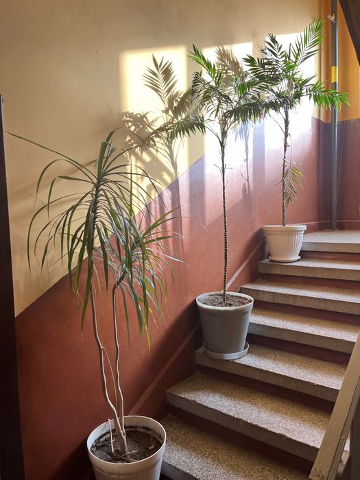 Домашни палми 150 3бр