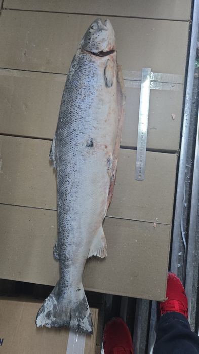 Рыба балык, сёмга. Лосось.