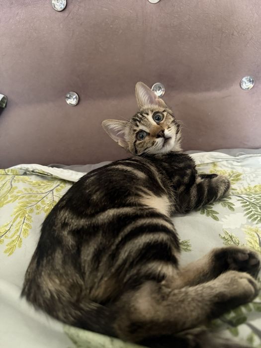 Буся ищет себе семью