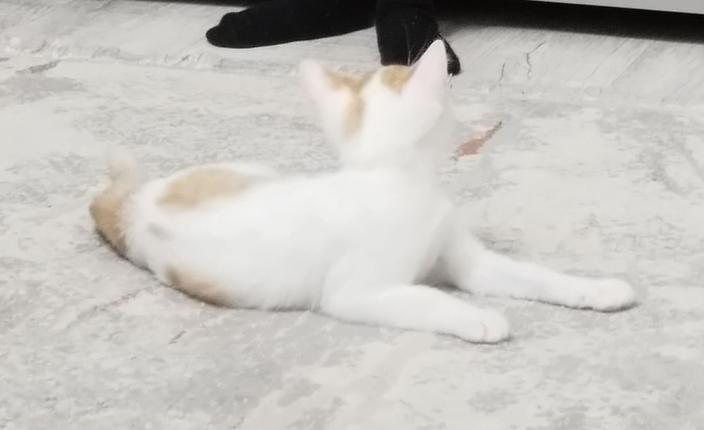 Котенок девочка ровно 4 месяца