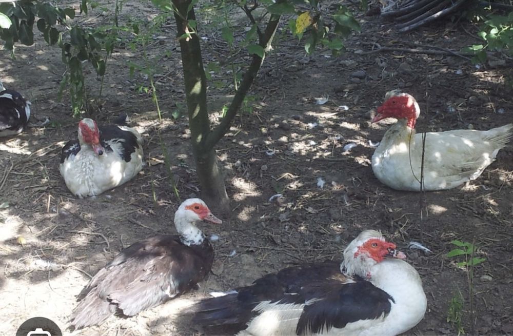 Vând găinuși pitici si rațe leșești