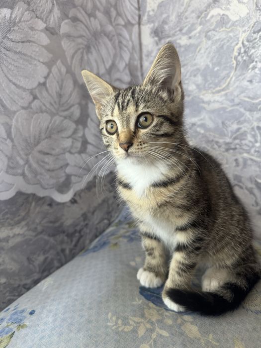 Отдам шотландского котена