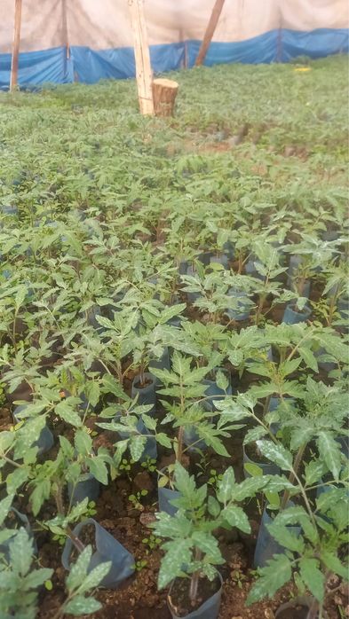 Răsaduri de vînzare