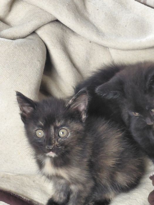 Котята бесплатно