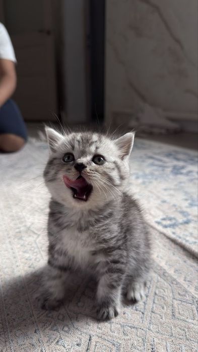 Вислоухие Британские котята