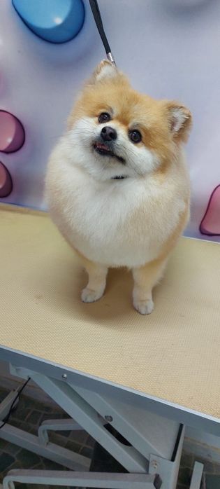 Tuns căței, pisici, salon canin,