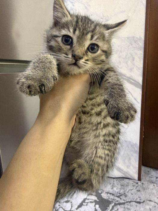 Котята  пародии русско гоубой