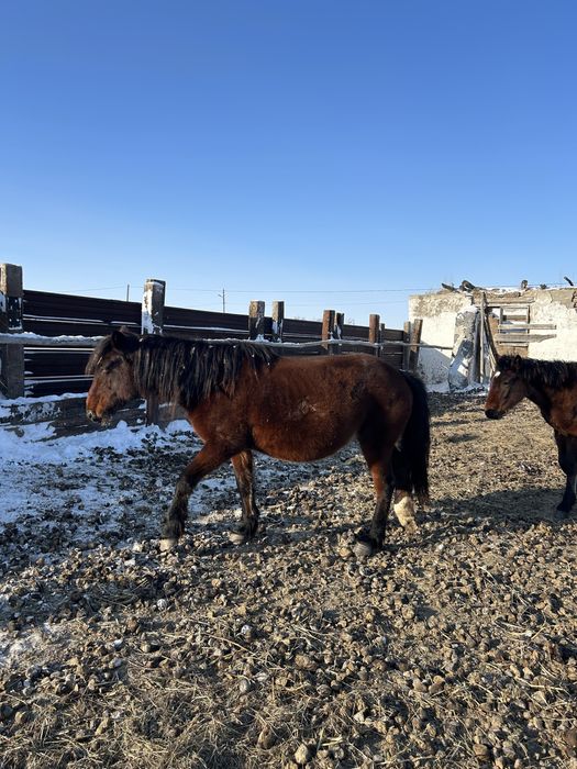 Продам лошадей оптом с жеребятами