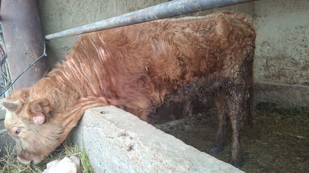 Бука (Бычок) откормда 1 жас 2 ай семиз.