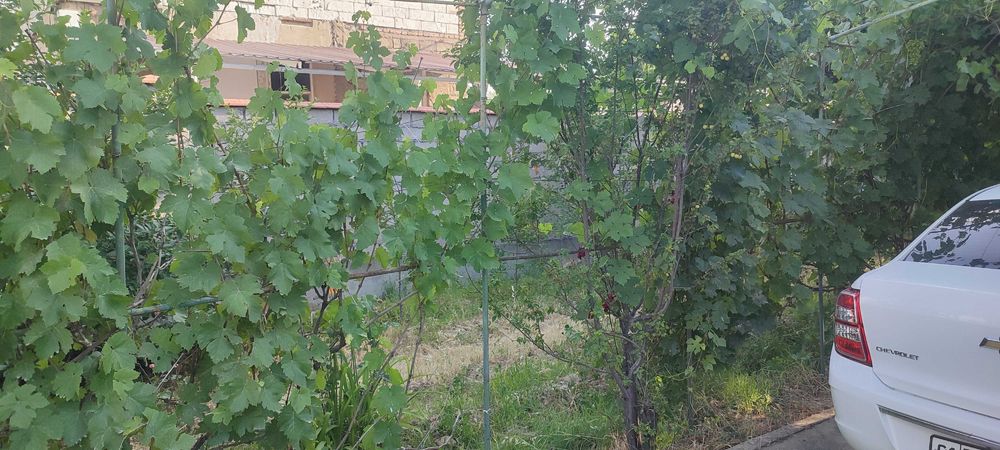 6 sotix Dacha sotiladi Parkent tumani soy boyida