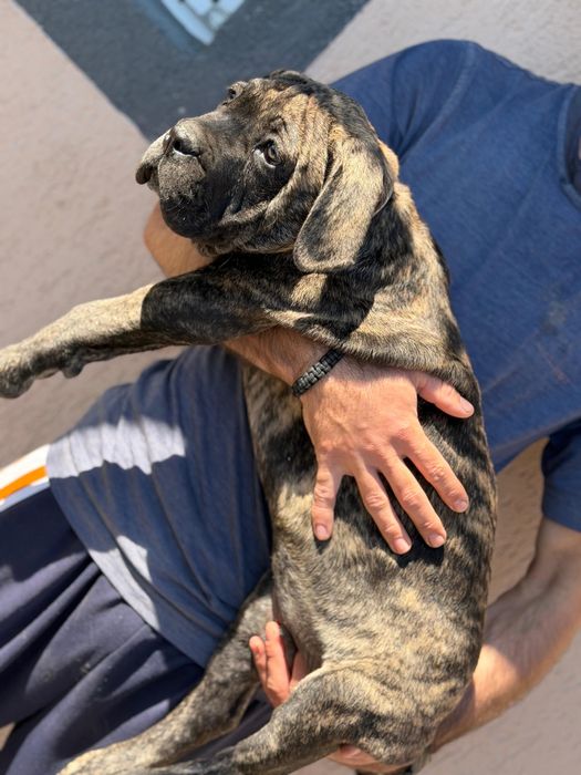 Mascul Cane Corso Tigrat